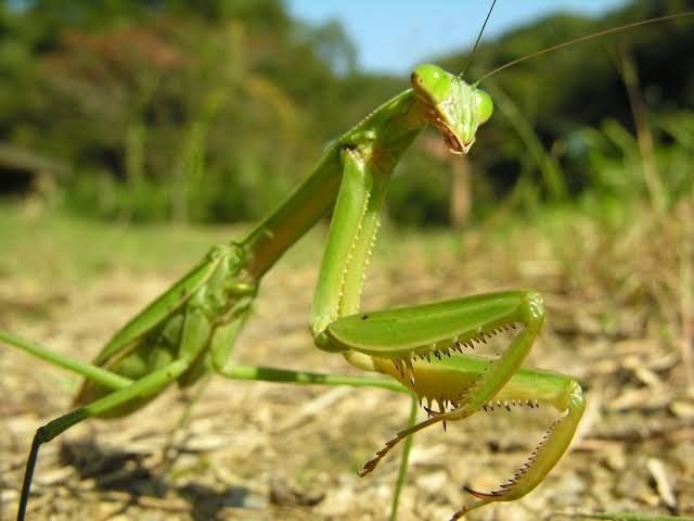 Giant Mantis in Tanzania